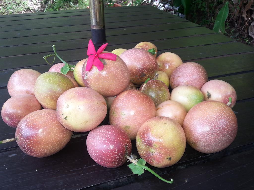Gecko Lodge Fiji Savusavu Eksteriør billede